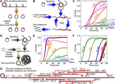 Nucleic acid amplification strategies for volume-amplified magnetic nanoparticle detection assay